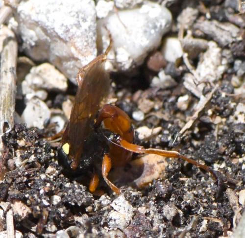 Obtusodonta equitatoria